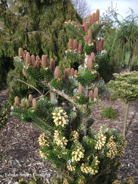 Abies koreana 'Black Prince'